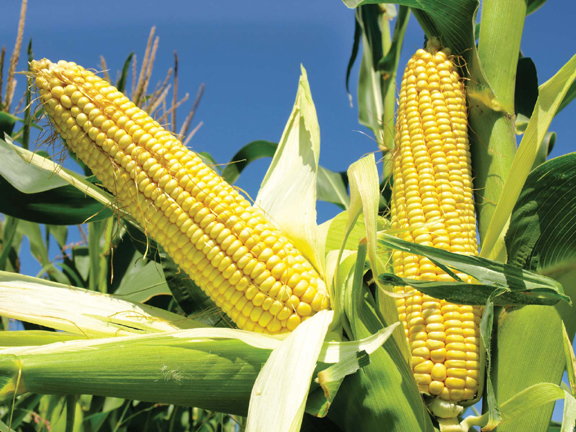 Picture of Global Corn Seeds- 30Pcs seeds  Product Type:Bonsai Cultivating Difficulty Degree:Very Easy Flowerpot:Excluded Applicable Constellation:Pisces Location:Courtyard Climate:Temperate Brand Name:Mesprout Classification:Mini Garden Use:Outdoor Plants Type:Herb