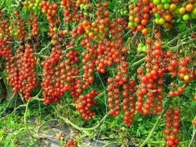 Picture of 25+ Climbing Tomato Edible Tomato Bonsai Vegetable Plants Food Bonsai Pot Home Garden Planting-25+pcs seeds  Product Type:Bonsai Full-bloom Period:summer Type:Blooming Plants Applicable Constellation:Virgo Flowerpot:Excluded Cultivating Difficulty Degree: