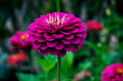Picture of Xenia flower - 15 seeds - large perennial flower  Breed: F2 hybrid Tree type: The tree grows taller and the flower size is larger Seeds can be sown all year round and flowers are available all year round Color: Biz in the mix color will be within the colo
