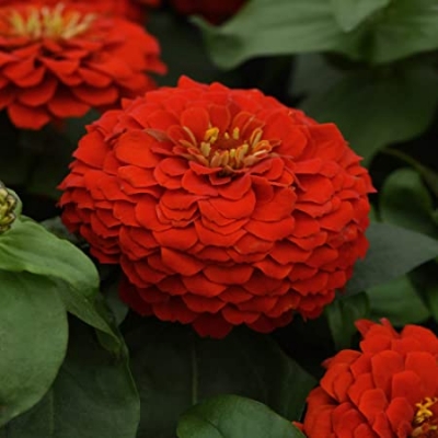 Picture of Xenia flower - 15 seeds - large perennial flower  Breed: F2 hybrid Tree type: The tree grows taller and the flower size is larger Seeds can be sown all year round and flowers are available all year round Color: Biz in the mix color will be within the colo