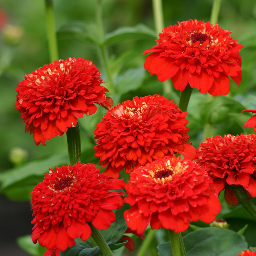 Picture of Xenia flower - 15 seeds - large perennial flower  Breed: F2 hybrid Tree type: The tree grows taller and the flower size is larger Seeds can be sown all year round and flowers are available all year round Color: Biz in the mix color will be within the colo