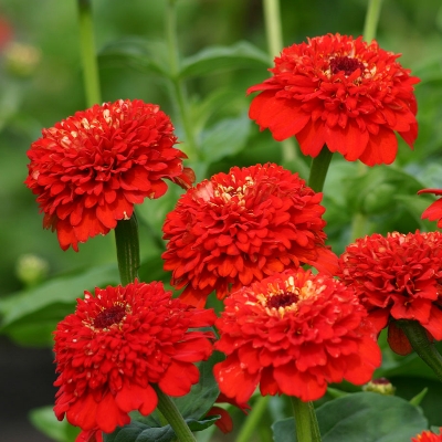 Picture of Xenia flower - 15 seeds - large perennial flower  Breed: F2 hybrid Tree type: The tree grows taller and the flower size is larger Seeds can be sown all year round and flowers are available all year round Color: Biz in the mix color will be within the colo