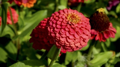 Picture of Xenia flower - 15 seeds - large perennial flower  Breed: F2 hybrid Tree type: The tree grows taller and the flower size is larger Seeds can be sown all year round and flowers are available all year round Color: Biz in the mix color will be within the colo