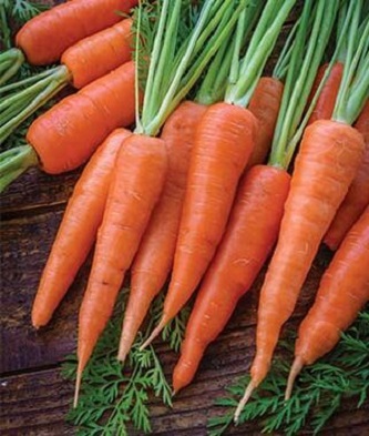 Picture of Six Inches Carrot 30pcs  Of Organic Vegetable seeds
