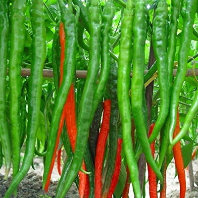 Picture of Imported Spicy Big Banana Green Chilly Seeds - 30 Pieces seeds
