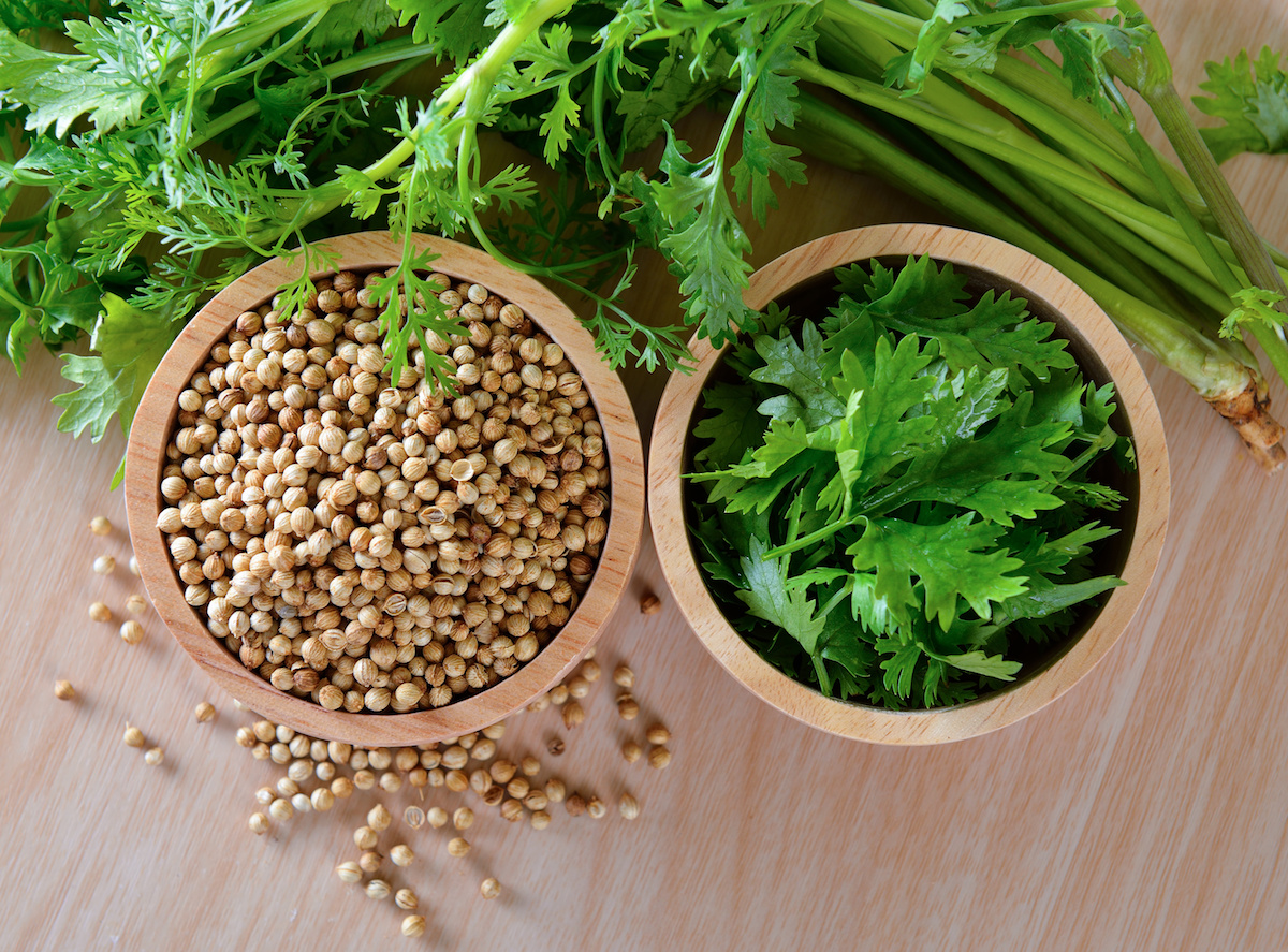 Picture of Dhoniya Pata Seed - Mini Pack 50pcs seeeds