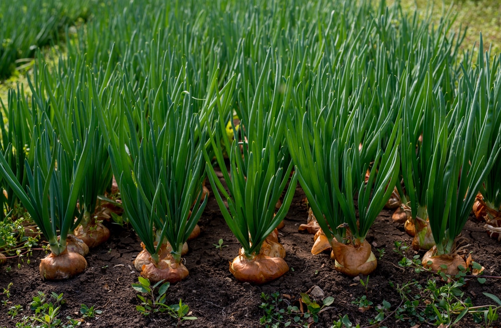 Picture of 50 pcs Four Seasons Chive Bonsais Four Seasons Onion Bonsais Approximately  Bonsai