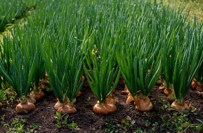 Picture of 50 pcs Four Seasons Chive Bonsais Four Seasons Onion Bonsais Approximately  Bonsai