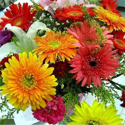 Picture of Daisy Seeds Hardy Bonsai Plants seeds- 20Pcs seeds