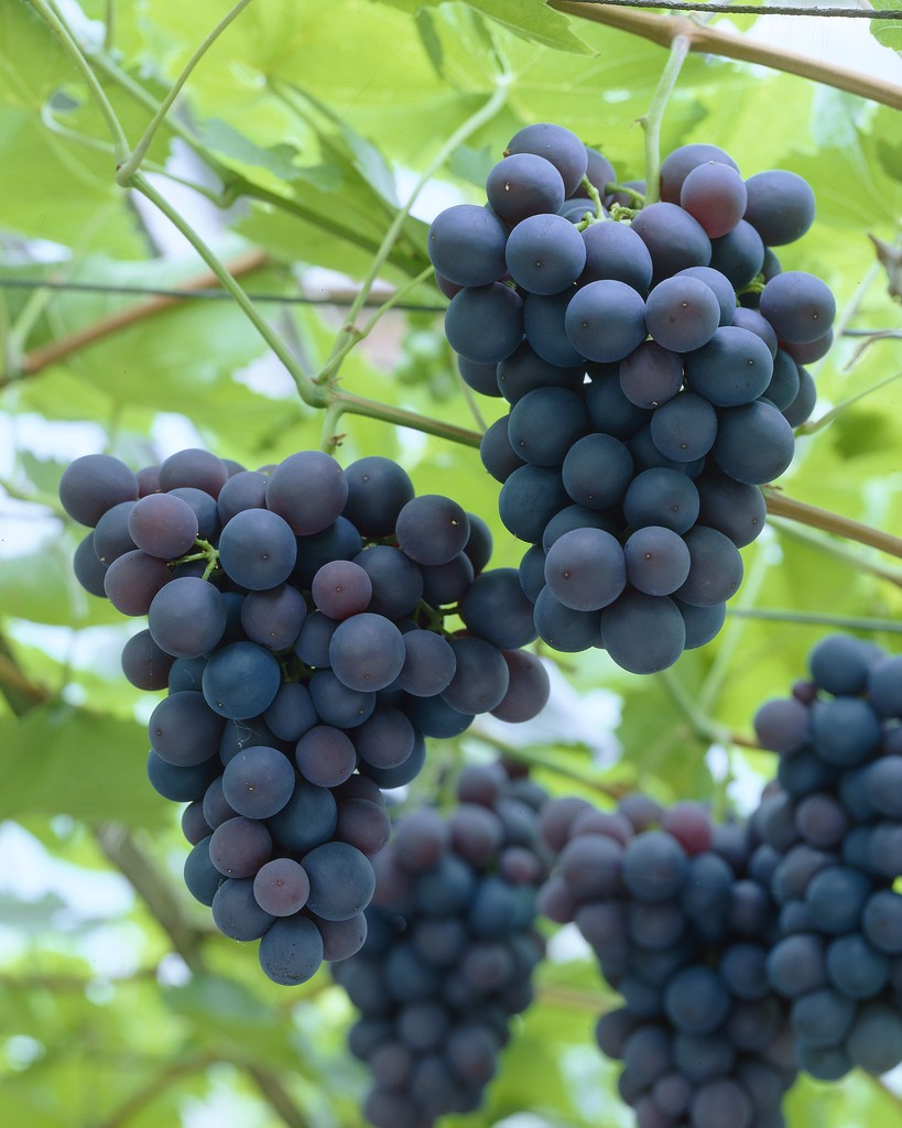 Picture of 20 pcs Seeds/bag Rare finger grape plants,Advanced fruit Natural growth grapes Delicious bonsai potted planti for home garden