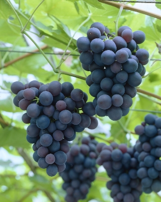Picture of 20 pcs Seeds/bag Rare finger grape plants,Advanced fruit Natural growth grapes Delicious bonsai potted planti for home garden
