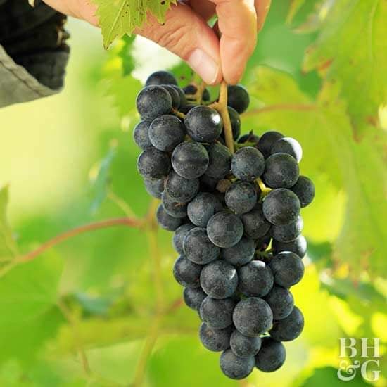 Picture of 20 pcs Seeds/bag Rare finger grape plants,Advanced fruit Natural growth grapes Delicious bonsai potted planti for home garden