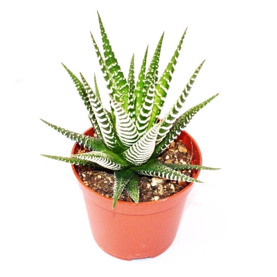 Picture of 10 Pcs haworthia Succulent Bonsai Tree Seeds (Global Seeds)