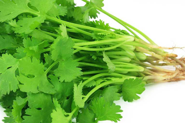 Picture of Summer Virgo Annual Terrace Potted Vegetable Thai Anti-Heat Parsley Bonsai Seasons Garden Coriander 50Pcs Seeds