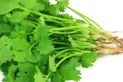 Picture of Summer Virgo Annual Terrace Potted Vegetable Thai Anti-Heat Parsley Bonsai Seasons Garden Coriander 50Pcs Seeds