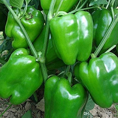 Picture of Green Sweet Bell Green Bonsai Vegetable Seeds- 15 pcs seeds