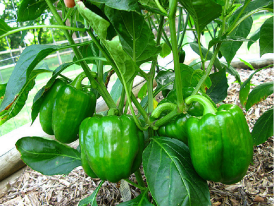 Picture of Green Sweet Bell Green Bonsai Vegetable Seeds- 15 pcs seeds