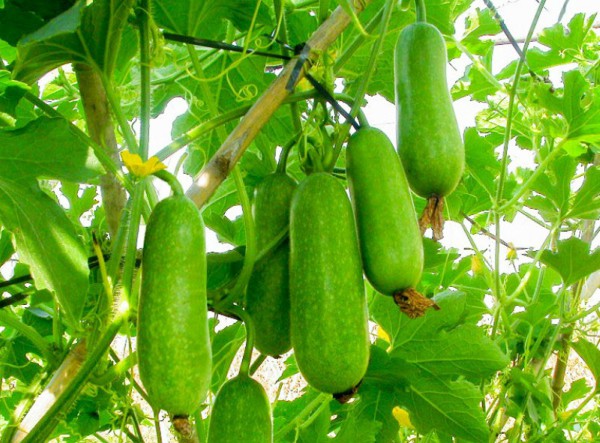 Picture of Chalkumra (Chalkumra Seed) Seed- 15Pcs Seeds