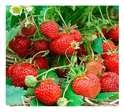 Picture of Four Seasons Potted Strawberry Bonsais Perennial Results Balcony Flower Bonsais Of Fruits And Vegetables 30Pcs seeds