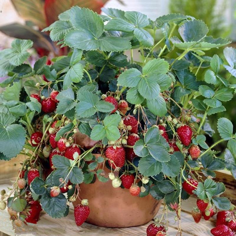 Picture of Four Seasons Potted Strawberry Bonsais Perennial Results Balcony Flower Bonsais Of Fruits And Vegetables 30Pcs seeds