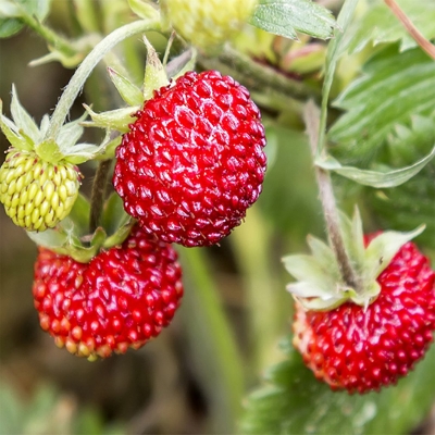 Picture of Four Seasons Potted Strawberry Bonsais Perennial Results Balcony Flower Bonsais Of Fruits And Vegetables 30Pcs seeds