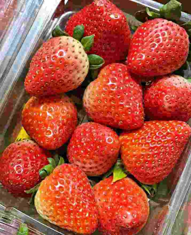 Picture of Four Seasons Potted Strawberry Bonsais Perennial Results Balcony Flower Bonsais Of Fruits And Vegetables 30Pcs seeds