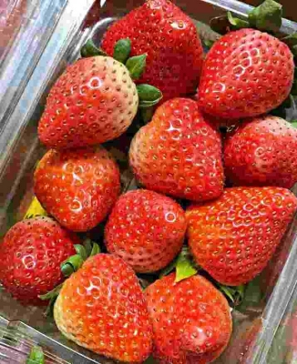 Picture of Four Seasons Potted Strawberry Bonsais Perennial Results Balcony Flower Bonsais Of Fruits And Vegetables 30Pcs seeds