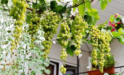 Picture of Egrow 20 Pcs/Pack Mixed Finger Grape Seed Garden Planting Potted Fruit Grapes Plant-20Pcs Seeds