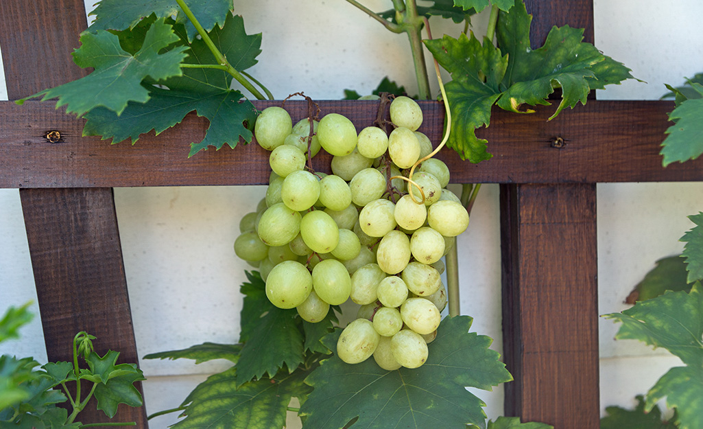 Picture of Egrow 20 Pcs/Pack Mixed Finger Grape Seed Garden Planting Potted Fruit Grapes Plant-20Pcs Seeds