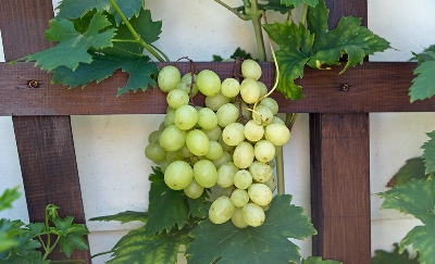 Picture of Egrow 20 Pcs/Pack Mixed Finger Grape Seed Garden Planting Potted Fruit Grapes Plant-20Pcs Seeds