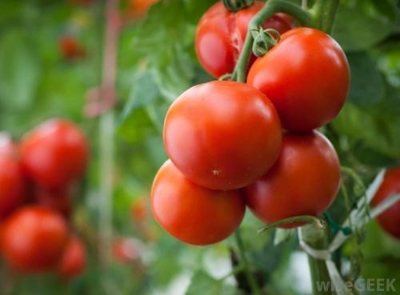 Picture of Tomato Seeds Bangladeshi - 20+pieces seeds