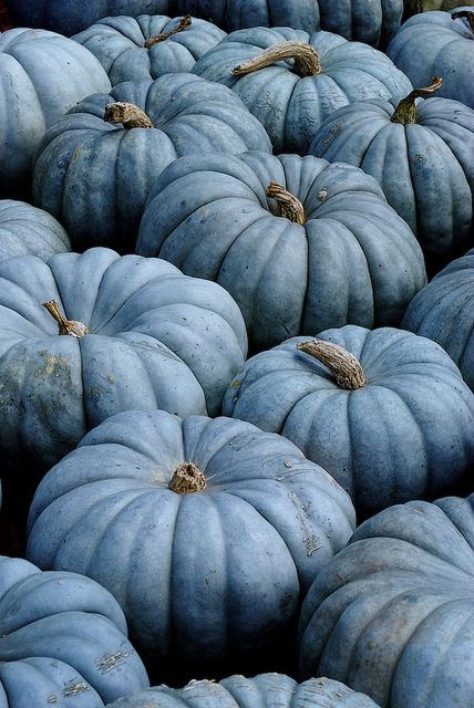 Picture of Pumpkin Quality bonsai tree 10 pcs Seeds