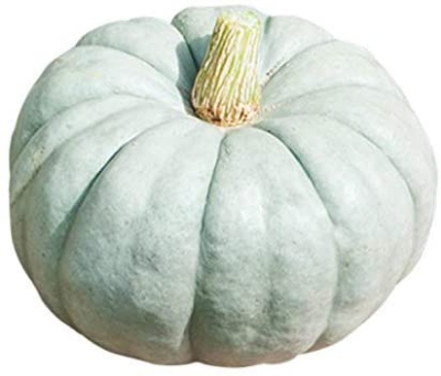Picture of Pumpkin Quality bonsai tree 10 pcs Seeds