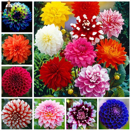 Picture of Dahlia Flower Bonsai Seeds -10 pcs Seeds