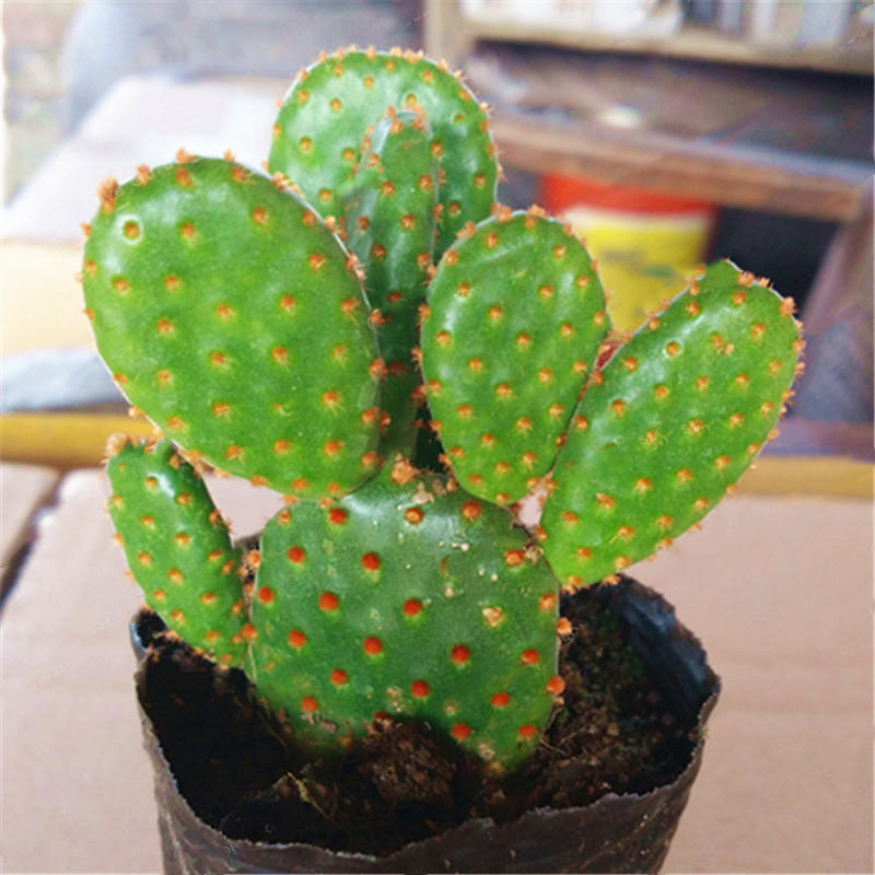 Picture of Opuntia Microdasys Seeds Bonsai Succulent Plants Green Radiation Protection Cactus- 30Pcs seeds  Opuntia Microdasys Seeds Bonsai Succulent Plants Green Radiation Protection Cactus- 30PcS