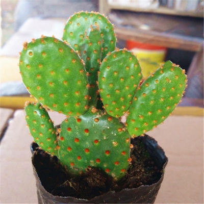 Picture of Opuntia Microdasys Seeds Bonsai Succulent Plants Green Radiation Protection Cactus- 30Pcs seeds  Opuntia Microdasys Seeds Bonsai Succulent Plants Green Radiation Protection Cactus- 30PcS
