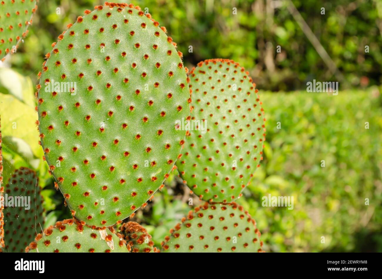 Picture of Opuntia Microdasys Seeds Bonsai Succulent Plants Green Radiation Protection Cactus- 30Pcs seeds  Opuntia Microdasys Seeds Bonsai Succulent Plants Green Radiation Protection Cactus- 30PcS