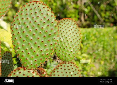 Picture of Opuntia Microdasys Seeds Bonsai Succulent Plants Green Radiation Protection Cactus- 30Pcs seeds  Opuntia Microdasys Seeds Bonsai Succulent Plants Green Radiation Protection Cactus- 30PcS