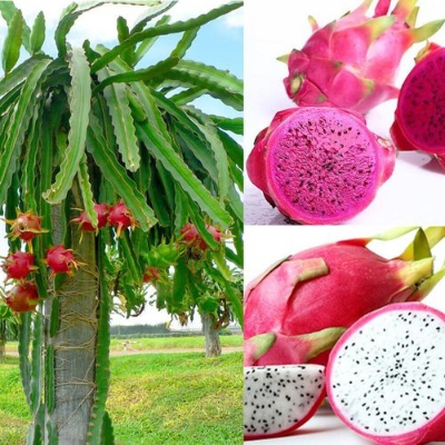 Picture of Bonsai Pitaya fruit tree plants Seed-15+Pcs seeds