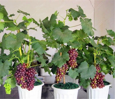 Picture of Cashmere grape seed in home tub - 20 pieceS