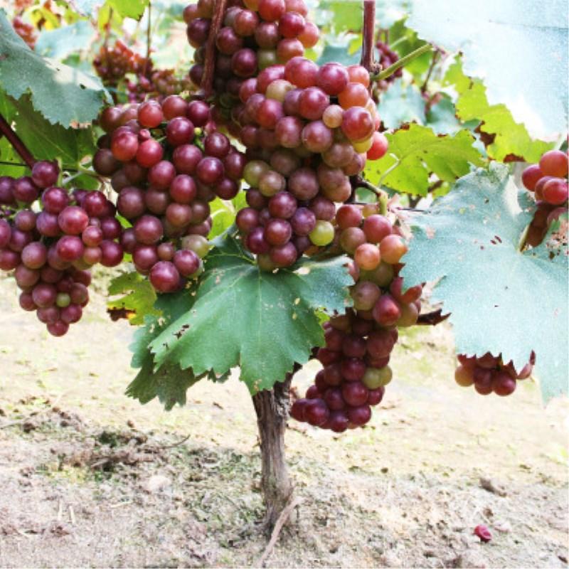 Picture of Cashmere grape seed in home tub - 20 pieceS