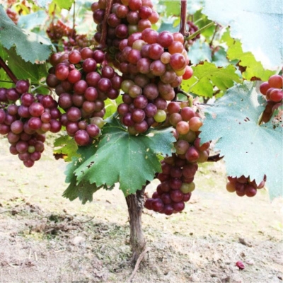 Picture of Cashmere grape seed in home tub - 20 pieceS