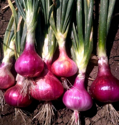 Picture of Red Onion Tropea Rossa Lunga - Allium Cepa Seed - 50pcs Seeds