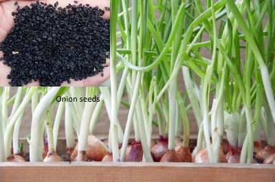 Picture of Red Onion Tropea Rossa Lunga - Allium Cepa Seed - 50pcs Seeds