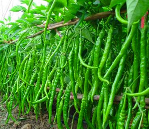Picture of 30 pieces Green Chilly Seeds BANGLADESHI  - 30pieces(intact packet)