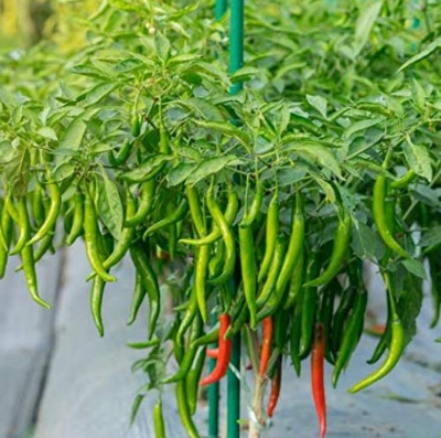Picture of 30 pieces Green Chilly Seeds BANGLADESHI  - 30pieces(intact packet)