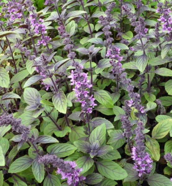 Picture of Basil Seeds Basil Bonsai Garden Seeds Home And Garden Plants- 30Pcs seeds  50 PcS SEEDS