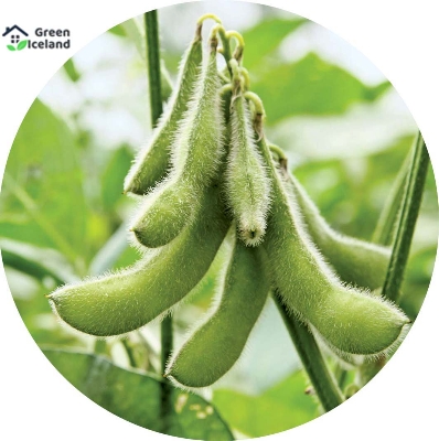 Picture of Soybean Tree Seeds -40 Pcs Seeds