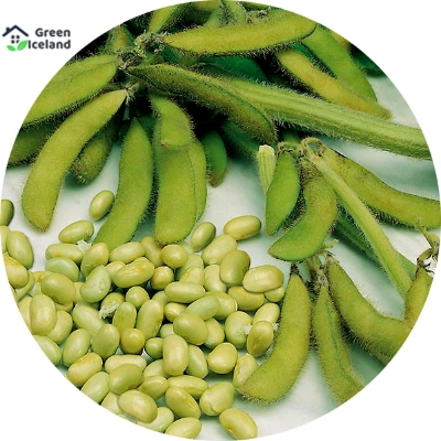 Picture of Soybean Tree Seeds -40 Pcs Seeds