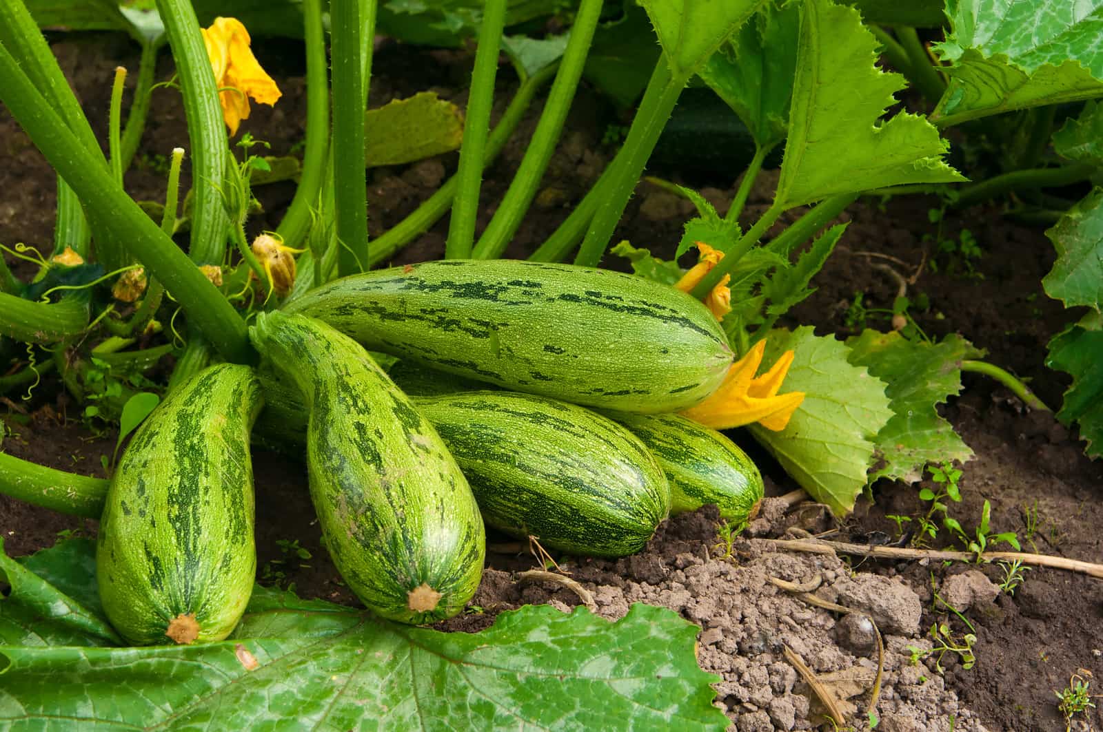 Picture of Zucchini Squash Seed Vegetable Fruits Seasons Melon Seeds For Home Garden Planting-10Pcs seedS